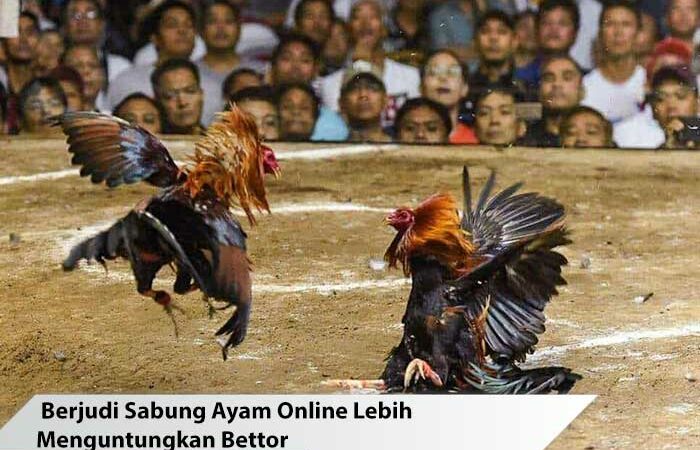 Berjudi Sabung Ayam Online Lebih Menguntungkan Bettor